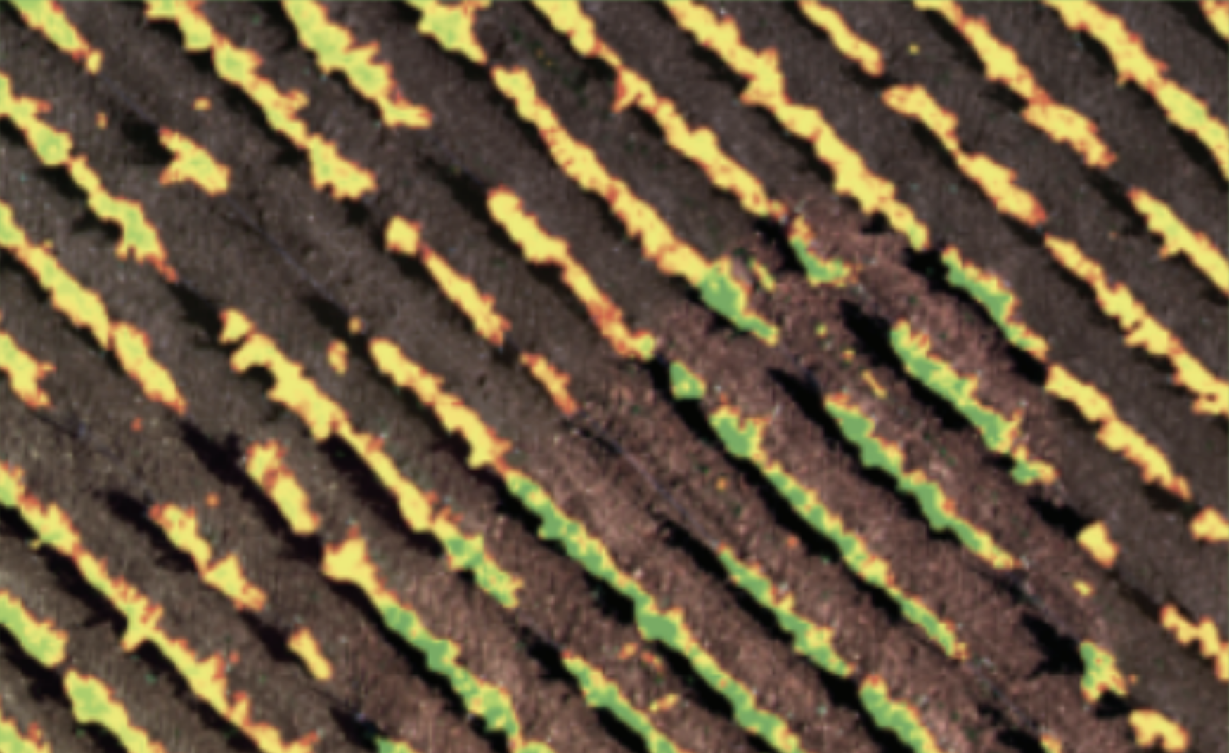 Analyse de vigueur foliaire